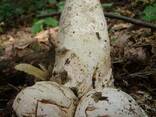 Веселка - лечебный гриб выращивается в домашних условиях