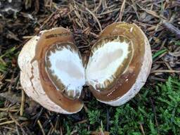 Веселка (Phallus impudicus) в капсулах 120 по 0.45 г