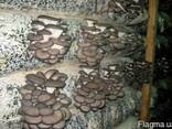 Вешенка обыкновенная - мицелий (семена) грибов с гарантией