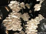 Вешенка обыкновенная - мицелий (семена) грибов с гарантией - фото 4