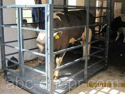 Весы 1х1.5 метра для бычков