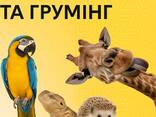 Ветеринарна консультація, грумінг послуги для екзотичних тварин та усіх інших - фото 2