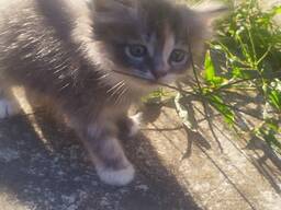 Віддам кошеня безкоштовно