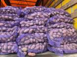 Відкритий продаж картоплі урожаю 2023 - фото 1