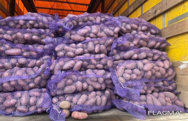 Відкритий продаж картоплі урожаю 2023