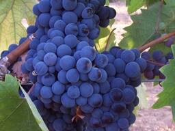 Виноград