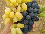 Виноград - фото 1