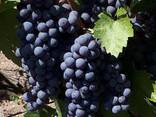 Виноград - фото 2