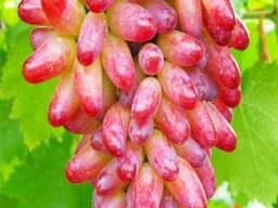 Виноград сортов Дамские палочки из Узбекистана