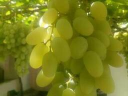 Виноград Узбекистан оптом все сорта
