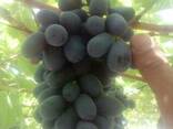 Виноград Узбекистан оптом все сорта