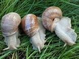 Виноградная Улитка Helix Pomatia - фото 3