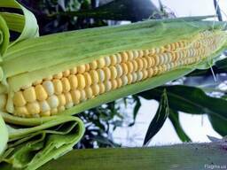 Вирощуємо солодку кукурудза для заморозки, потрібні партнери