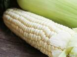 Вирощуємо солодку кукурудза для заморозки, потрібні партнери - фото 2