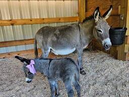 Віслюк, віслючок, ослик, ишак, пара віслюків, маленький віслюк