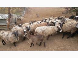 Вівці романівської породи