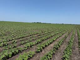 Візьму в оренду землю с/г призначення, Львівська область