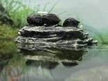 Водяна черепаха Мускусна, карликова черепашка міні - фото 2