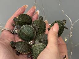 Водяна червоновуха черепаха