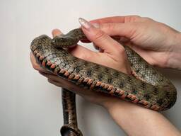 Водяний полоз, водяна змія, уж, жовтопузий вуж