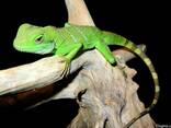 Водяная агама ( Physignathus cocinnus ) - фото 2