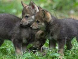 Волчата. Домашнее разведение. Ручные докормыши.