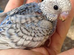 Волнистик, буджерига, буджа и выставочный чех и другие ручные мелкие попугаи