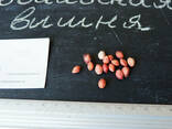 Войлочная вишня семена 10 шт - фото 2