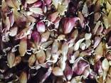 Воздушные семена чеснока (сорт Софиевский) - фото 1