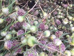 Воздушные семена чеснока Софиевский сорт