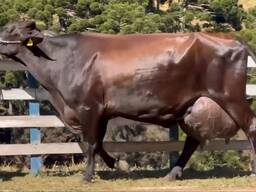 ВРХ корови бики телята