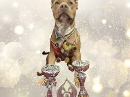 Вязка. Кобель американского питбуль терьера. Есть ген. тесты.