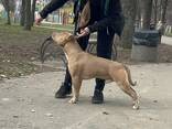 Вязка. Кобель американского питбуль терьера. Есть ген. тесты. - фото 1