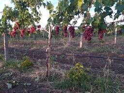 Виноградне господарство «під ключ» на березі Дністровського лиману