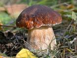 Мицелий (грибница) белого гриба - семена грибов почтой - photo 1