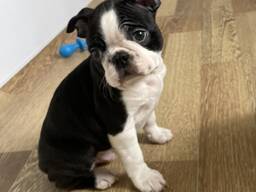 Високопородні цуценята Бостон терʼєра