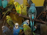 Выставочный волнистый попугай ЧЕХ – лучший говорун - фото 1