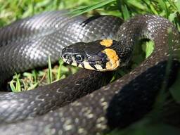 Уж обыкновенный