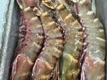 What can you offer today? Lobster Big shrimps Cuttlefish Mussels Octopus Fish fillets Ca - фото 3