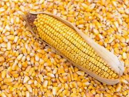 Wheat, flour, sugar, maize. FOB Odessa. Ship's rates.