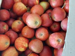Яблоки оптом Розелла, Гала, Орио, Сириус, Джонапринц