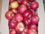 Яблоки оптом Розелла, Гала, Орио, Сириус, Джонапринц - фото 1