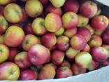 Яблоки оптом Розелла, Гала, Орио, Сириус, Джонапринц - фото 2