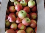 Яблоки оптом Розелла, Гала, Орио, Сириус, Джонапринц - фото 3