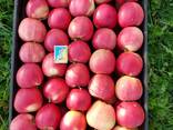 Яблоки с холодильника // Apples from refrigerator