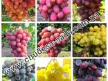 Яблоня, груша, слива, вишня, черешня, персик, абрикос и т. д - фото 7