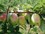 Яблоня зимняя сорт Кандиль Синап - фото 1