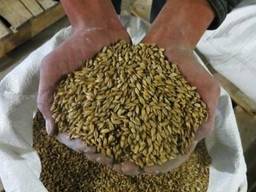 Ячмень фуражный