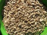 Ядро подсолнечника. Чистота 100%. Украина. - фото 1