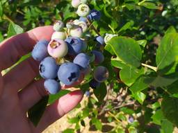 Ягода лохини, голубики